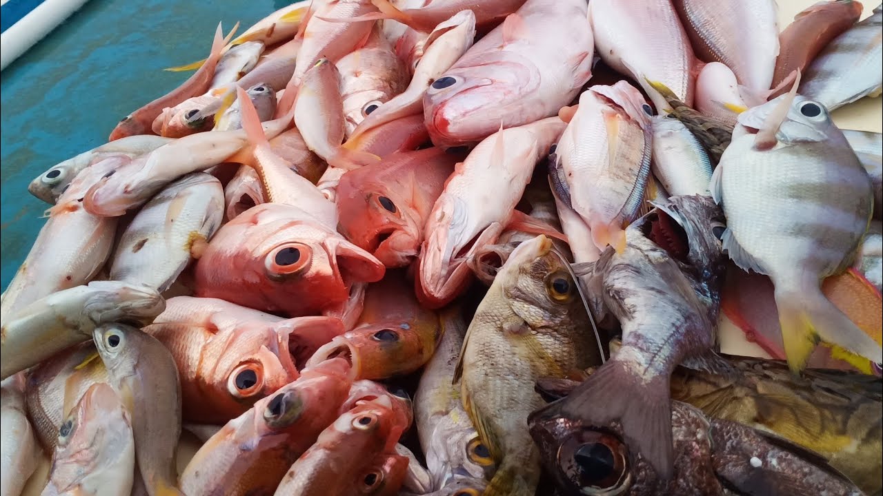 Merah ikan Ikan Arwana