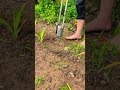 This corn transplanting tool just makes life so much easier