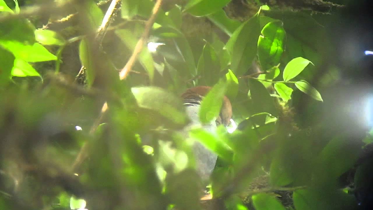 Russet-crowned Quail-Dove - Geotrygon goldmani - Darien, Panama 