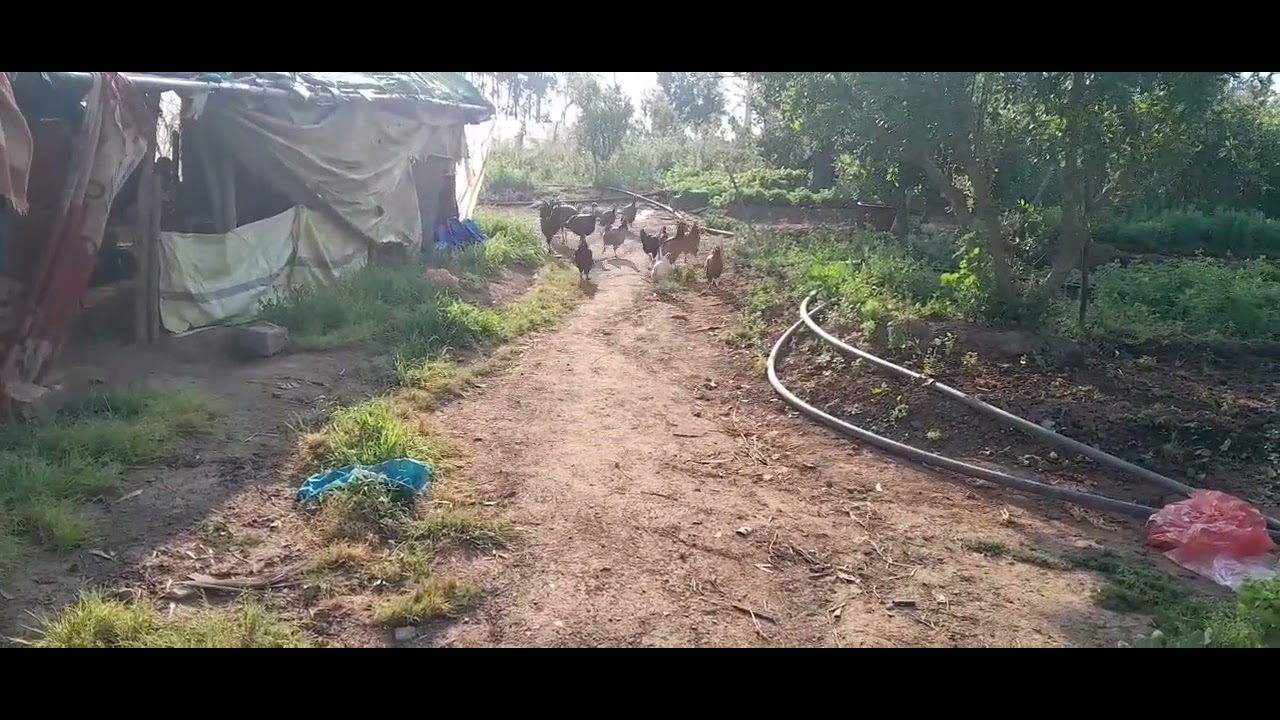 خرجت دجاج باش ينقي ليا لبوبوش من جردة ....