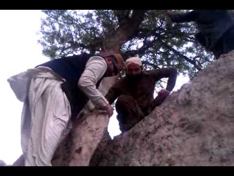 AMAZING TREE IN NICHARA NICHARI