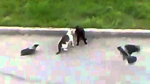Come un gatto vede il padrone?