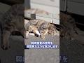 倒れている野良猫がいた！近づいた人間の末路とは…#shorts