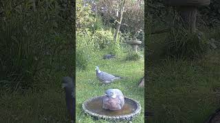 Wild Garden Wood Pigeon #shorts