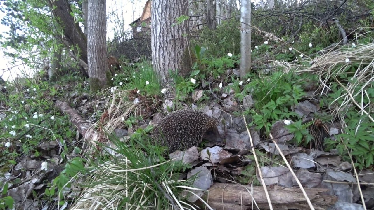 Еж весной проснулся. - YouTube