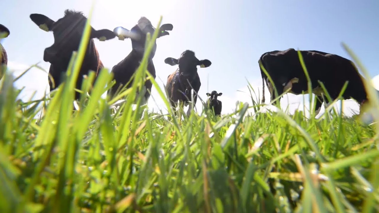 Lely Robotic Milking System Switching from Beef to Dairy YouTube