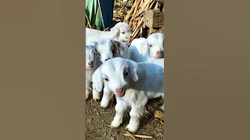 Beautiful Voice Goat صوت ماعز جميل 