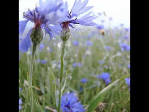 FORSPIRING af sommerblomster