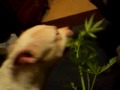 albino pit bull eats weed leafs