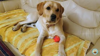 Labrador Retriever Home Video by Amos 34,629 views 3 years ago 6 minutes, 25 seconds