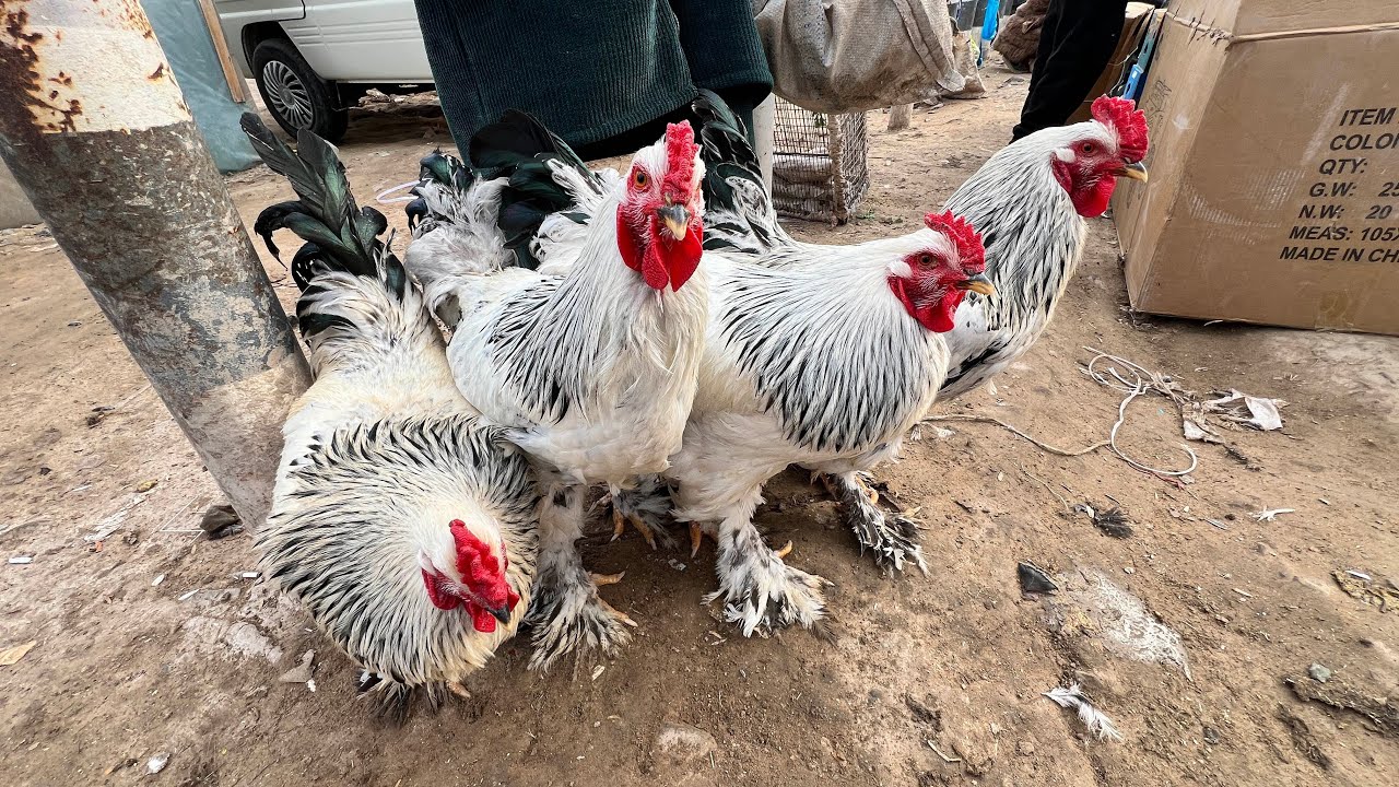 ‼️ТОВУК ХУРОЗ ВА КУРКА НАРХЛАРИ. ТУРТКУЛ ТОВУК БОЗОРИ