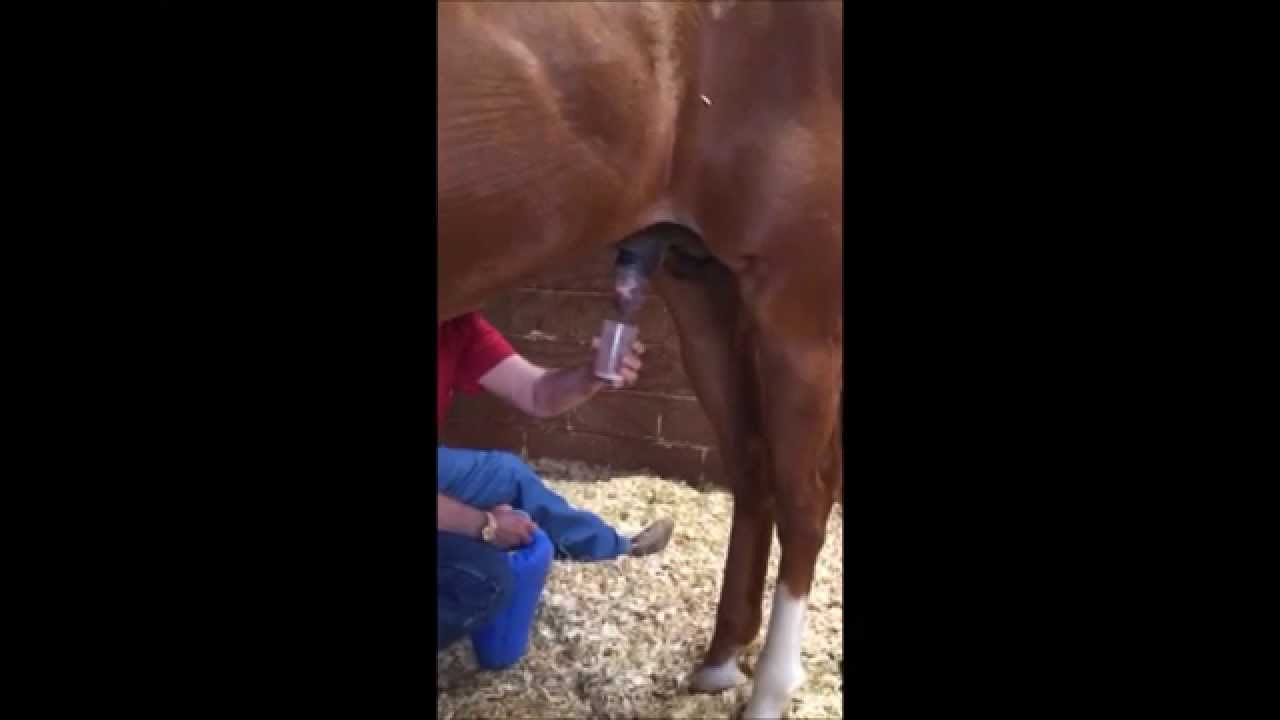 Video of a horse cumming