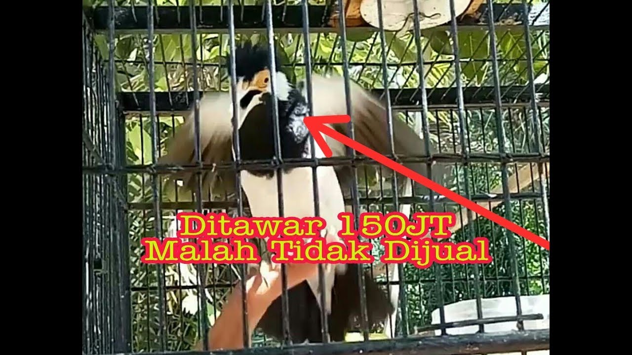 Burung Jalak Suren Termahal RP.150jT Inilah Penampakan Skill dan