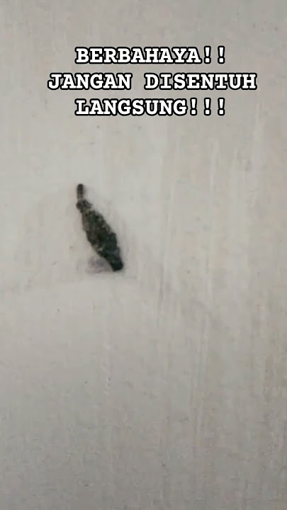 Larva Kamitetep!! #shorts #kamitetep #larva