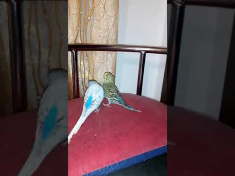 Birds in love     #shorts