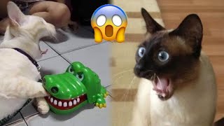 Best Funny Cats And Dogs Video Funniest Animals 2022