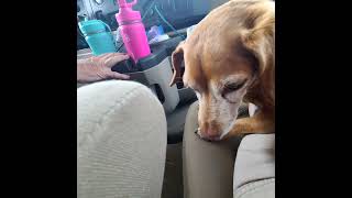 Day 4 of our trip home