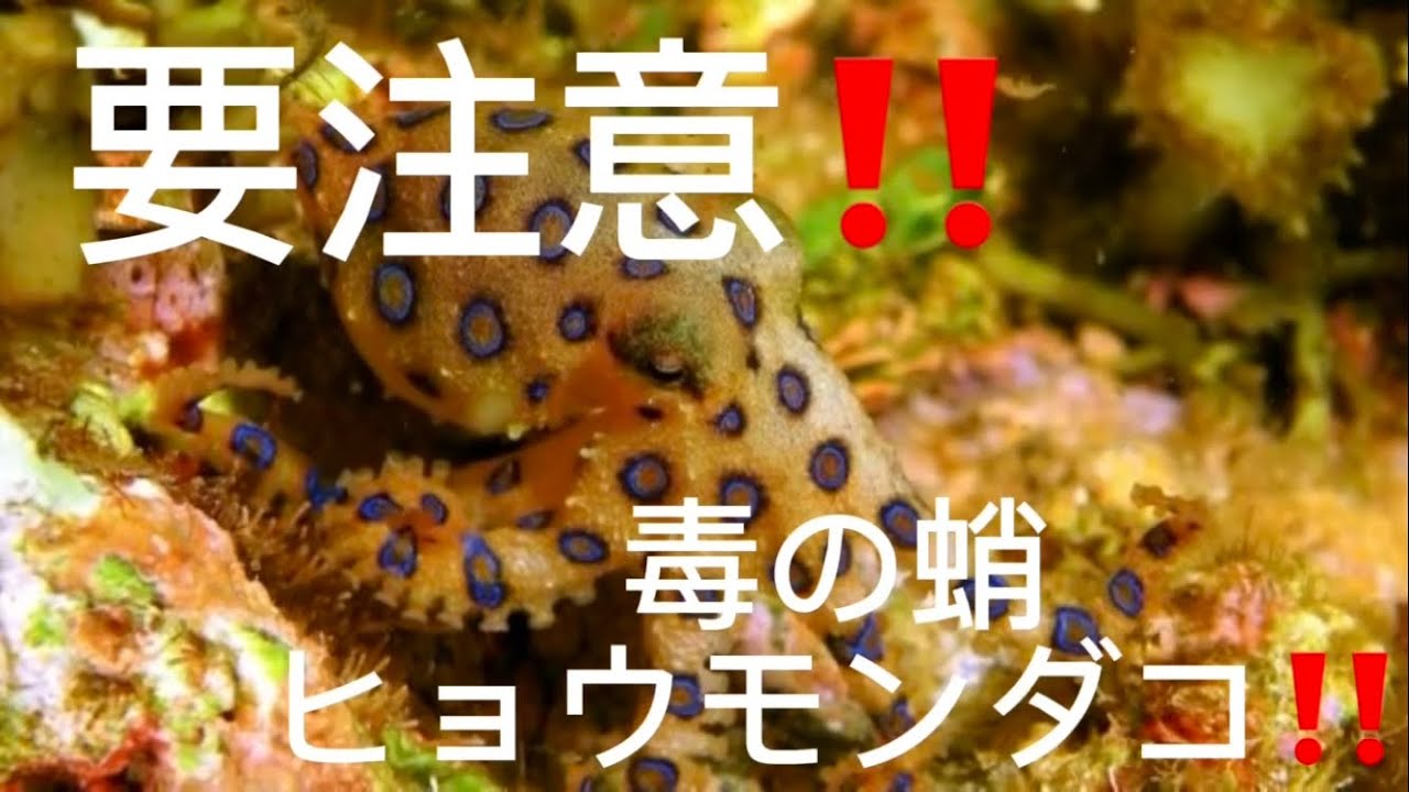 要注意‼️ 毒のあるタコ、ヒョウモンダコ！海のレジャーで要注意 