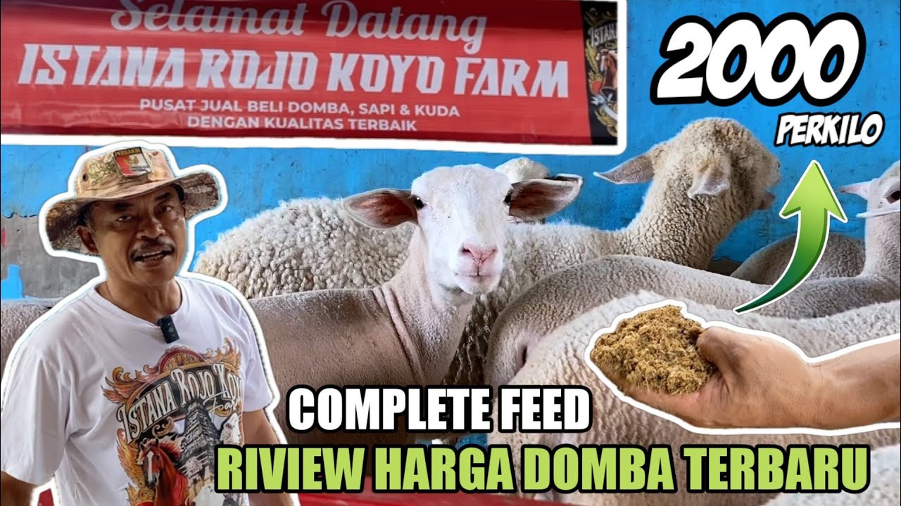 UPDATE HARGA DOMBA TERBARU 2025 DI KANDANG ISTANA ROJOKOYO FARM BLITAR