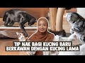 Tip Nak Bagi Kucing Baru Berkawan dengan Kucing Lama