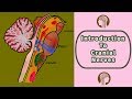 An Introduction To Cranial Nerves