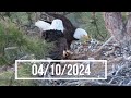Smith Rock Bald Eagles: Eaglet Growth &amp; Nesting Update (April vs. May 2024)