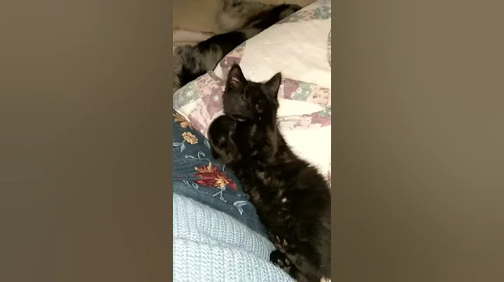 Meet our new family member!
