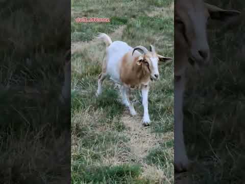 Коза😁 - YouTube