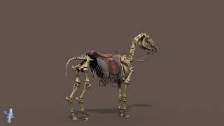 Skeletal Horse