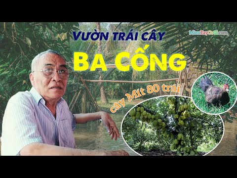 Vườn Trái Cây Ba Cống ở Cần Thơ | Hơn 20 loại trái cây | Mít khổng lồ 80 trái 1 cây