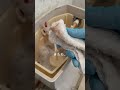 5分でできるトイレタンクしっかり掃除