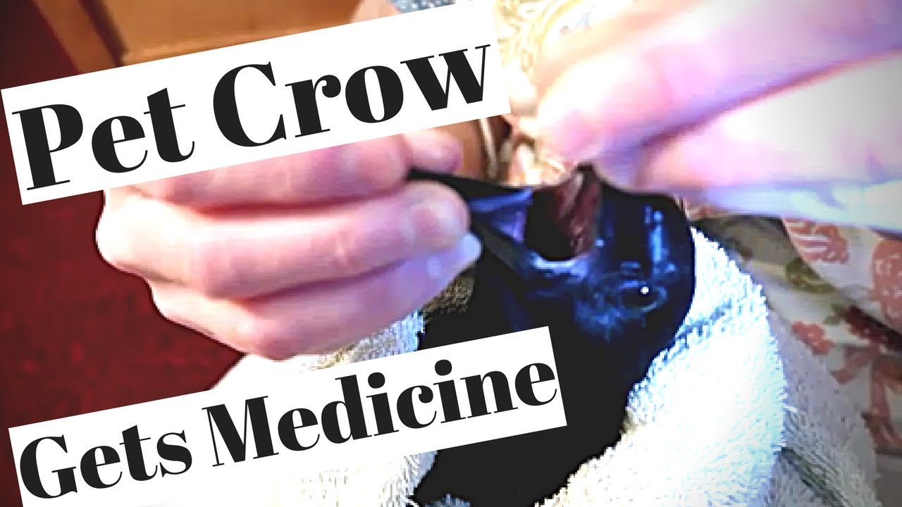 This is how We give our Pet Crow Medication YouTube