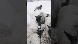 BELIY VOLK AURUM ANAKIM & herding training