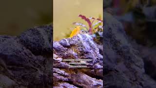 Креветки неокаридины и их плодовитость 🦐 #креветка #экзоменю #exomenu #аквариум #аквариумистика