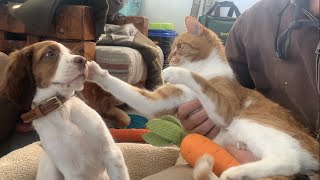 Introducing Our Cat To A NEW Springer Spaniel PUPPY! Marlin the Cat raised by dogs - raises a dog :) by Marlin the CAT-DOG - Caroline Jarvis Hopkins 15,018 views 1 year ago 8 minutes, 8 seconds