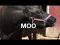 COW SOUNDS FOR KIDS: COWS GO MOO