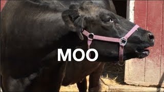 COW SOUNDS FOR KIDS: COWS GO MOO