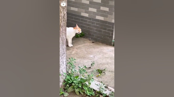 Mom Cat Slap his Kitten after finding it from long lost.