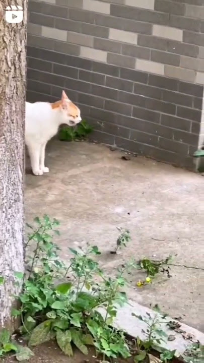 Mom Cat Slap his Kitten after finding it from long lost.