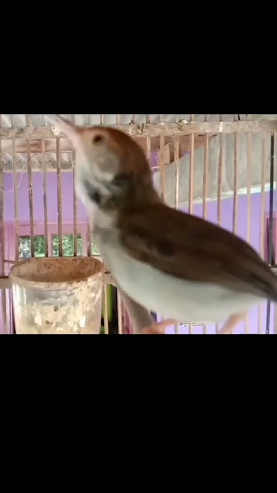 prenjak gacor nembak#prenjak #prenjakgacor #prenjakmerah #prenjakmania #shorts