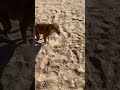 Пес жалуется , его едят блохи) #shrilanka #goodboy #dog