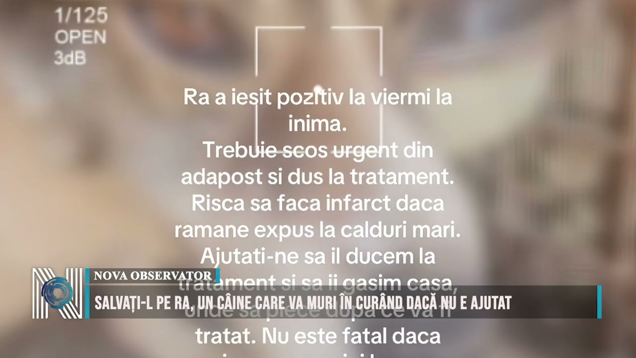 SALVAȚI-L PE RA, UN CÂINE CARE VA MURI ÎN CURÂND DACĂ NU E AJUTAT SALVAȚI-L PE RA, UN CÂINE CARE VA MURI ÎN CURÂND DACĂ NU E AJUTAT