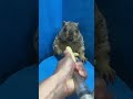 Cute animal      #foryou #viralvideo #shortviral #beautifulword #animals #viralshort