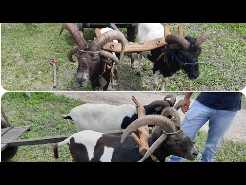 Vídeo: As formigas podem matar uma tartaruga?