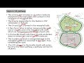 C4 pathway| Hatch and Slack pathway  #apbiology #plantphysiology #photosynthesis #neetbiology