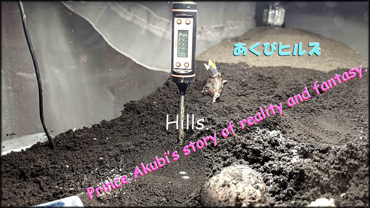 Hills. 『ヒルズ』Prince Akubi's story of reality and fantasy. #hills #frog #frogs #funny #あくび王子 #アメフクラガエル