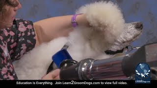 Free Preview: How to Get the Perfect Fluff Dry on a Curly Coated Dog - Dematting by Learn2GroomDogs.com 100 views 7 months ago 1 minute, 22 seconds