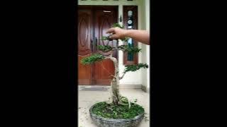 Pruning daun bonsai serut/streblus asper