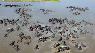 Amazing scene of Massive herd of Elephant swim across a vast reservoir to make their way back