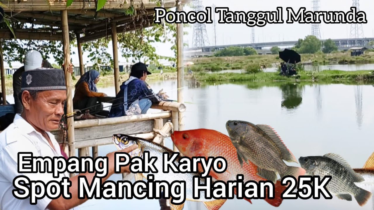 Info Mancing Harian Terbaru // Empang Pak Karyo, Cuma 25k, Kampung Poncol, BKT Marunda 